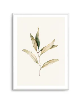 Australian Foliage I Art Print