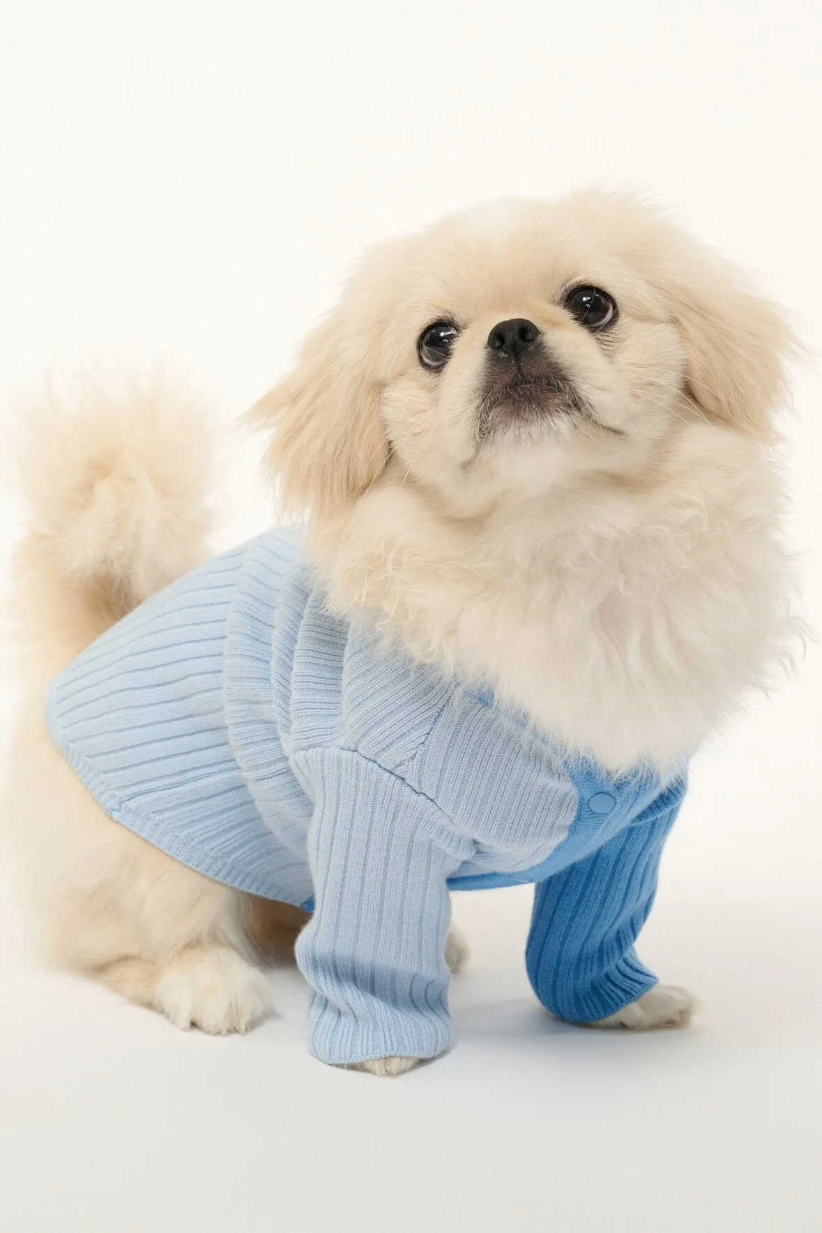 PET SHOKO SWEATER | PERIWINKLE MULTI